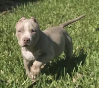 Keanu, a male American Bully for sale in Middleburg, FL – 7 of 10
