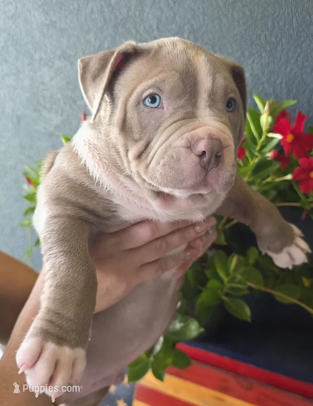 Kaleo – American Bully puppy for sale in Middleburg, FL