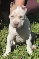 Hershey, a female American Bully for sale in Middleburg, FL – 8 of 10