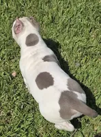 Kai, a male American Bully for sale in Middleburg, FL – 6 of 7