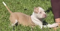 Hershey, a female American Bully for sale in Middleburg, FL – 3 of 10