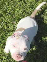 Kalani, a male American Bully for sale in Middleburg, FL – 9 of 9