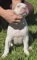 Hershey, a female American Bully for sale in Middleburg, FL – 7 of 10