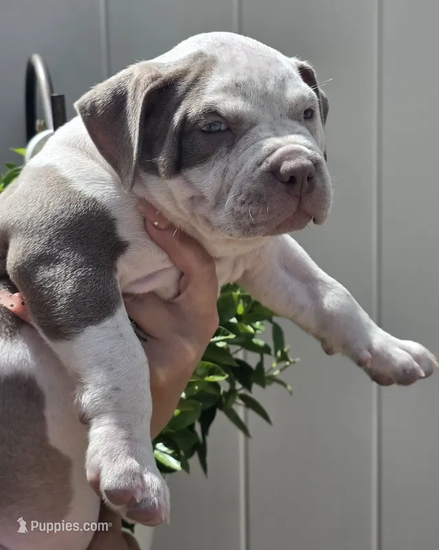 Graham – American Bully puppy for sale in Middleburg, FL