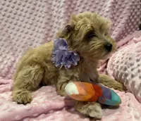 Flora, a female Goldendoodle for sale in Round Rock, TX – Photo 3 of 8