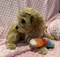 Flora, a female Goldendoodle for sale in Round Rock, TX – Photo 2 of 8