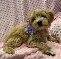 Flora, a female Goldendoodle for sale in Round Rock, TX – Photo 8 of 8