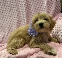 Flora, a female Goldendoodle for sale in Round Rock, TX – Photo 6 of 8