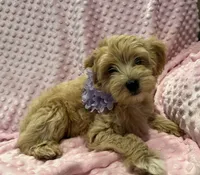 Flora, a female Goldendoodle for sale in Round Rock, TX – Photo 1 of 8