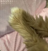 Flora, a female Goldendoodle for sale in Round Rock, TX – Photo 4 of 8