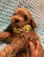 Jasper, a male Goldendoodle for sale in Round Rock, TX – Photo 5 of 10