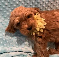 Jasper, a male Goldendoodle for sale in Round Rock, TX – Photo 10 of 10