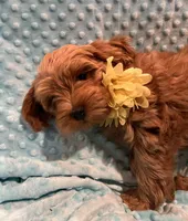 Jasper, a male Goldendoodle for sale in Round Rock, TX – Photo 8 of 10