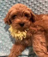 Jasper, a male Goldendoodle for sale in Round Rock, TX – Photo 1 of 10