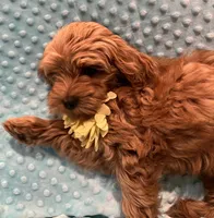 Jasper, a male Goldendoodle for sale in Round Rock, TX – Photo 2 of 10