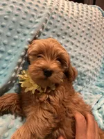 Jasper, a male Goldendoodle for sale in Round Rock, TX – Photo 6 of 10