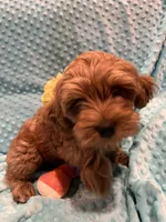 Jasper, a male Goldendoodle for sale in Round Rock, TX – Photo 3 of 10