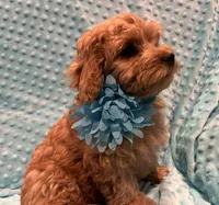 processed/4854a6b8-48ba-4a44-b1ac-95494b4c5659/listing/2807cc7e-19c0-4f6c-a79a-f117581fbec0/49971d46-eb89-47a5-b227-1fe58c435bbe