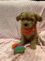 Belle, a female Goldendoodle for sale in Round Rock, TX – Photo 4 of 10