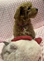 Belle, a female Goldendoodle for sale in Round Rock, TX – Photo 2 of 10