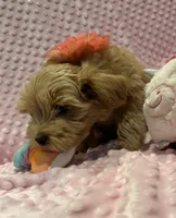 Belle, a female Goldendoodle for sale in Round Rock, TX – Photo 3 of 10