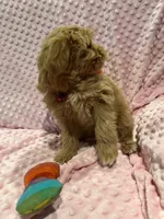 Belle, a female Goldendoodle for sale in Round Rock, TX – Photo 6 of 10