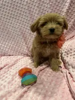 Belle, a female Goldendoodle for sale in Round Rock, TX – Photo 10 of 10