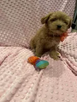 Belle, a female Goldendoodle for sale in Round Rock, TX – Photo 8 of 10