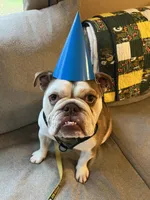 Louie , a male English Bulldog for sale in Amery, WI – Photo 3 of 4