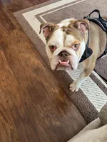 Louie , a male English Bulldog for sale in Amery, WI – Photo 4 of 4