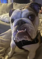 Louie , a male English Bulldog for sale in Amery, WI – Photo 2 of 4