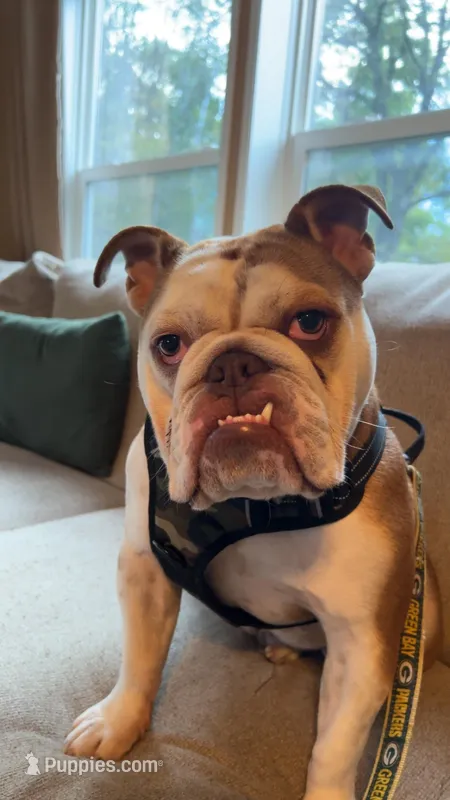 Louie  – English Bulldog puppy for sale in Amery, WI