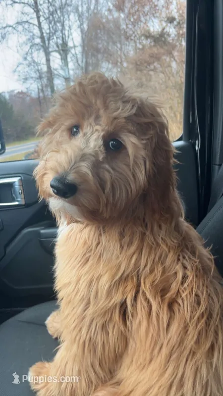 Sage – Miniature Goldendoodle puppy for sale in Mount Airy, NC