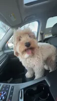 Sage, a female Miniature Goldendoodle for sale in Mount Airy, NC – 3 of 3