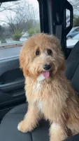Sage, a female Miniature Goldendoodle for sale in Mount Airy, NC – 2 of 3
