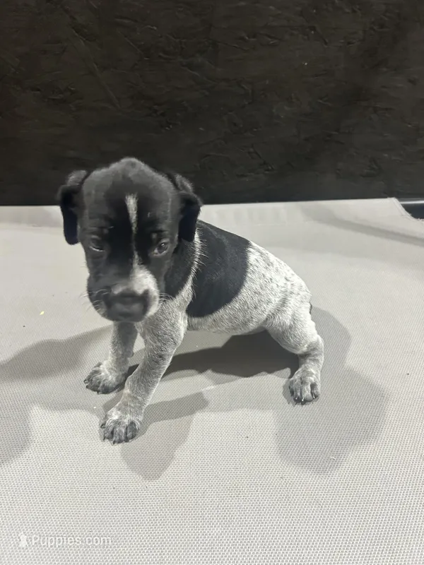 GSP – German Shorthaired Pointer puppy for sale in Randall, MN