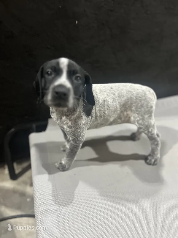 GSP – German Shorthaired Pointer puppy for sale in Randall, MN