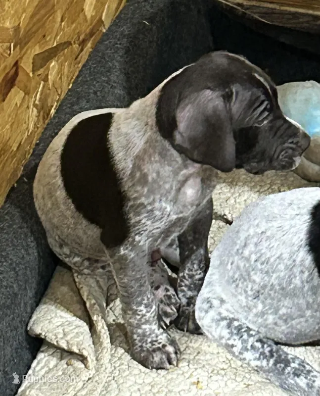 GSP – German Shorthaired Pointer puppy for sale in Randall, MN