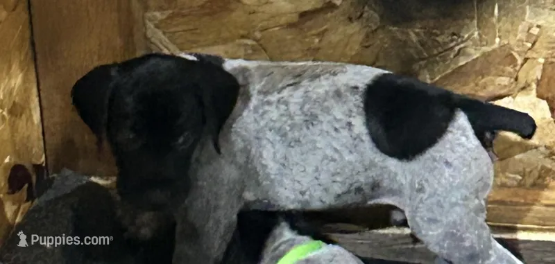 GSP – German Shorthaired Pointer puppy for sale in Randall, MN