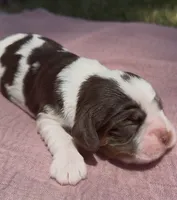 Stormfly, a female Cocker Spaniel for sale in Houston, TX – 3 of 6