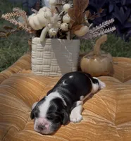Hiccup, a male Cocker Spaniel for sale in Houston, TX – 2 of 6
