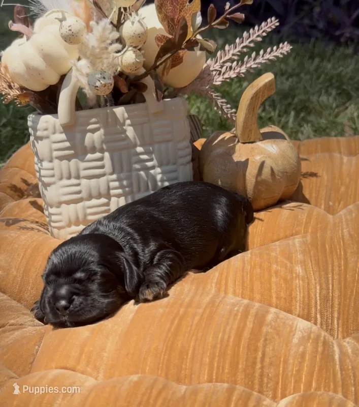 Valka – Cocker Spaniel puppy for sale in Houston, TX