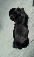 Valka, a female Cocker Spaniel for sale in Houston, TX – 4 of 5
