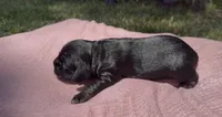 Valka, a female Cocker Spaniel for sale in Houston, TX – 5 of 5