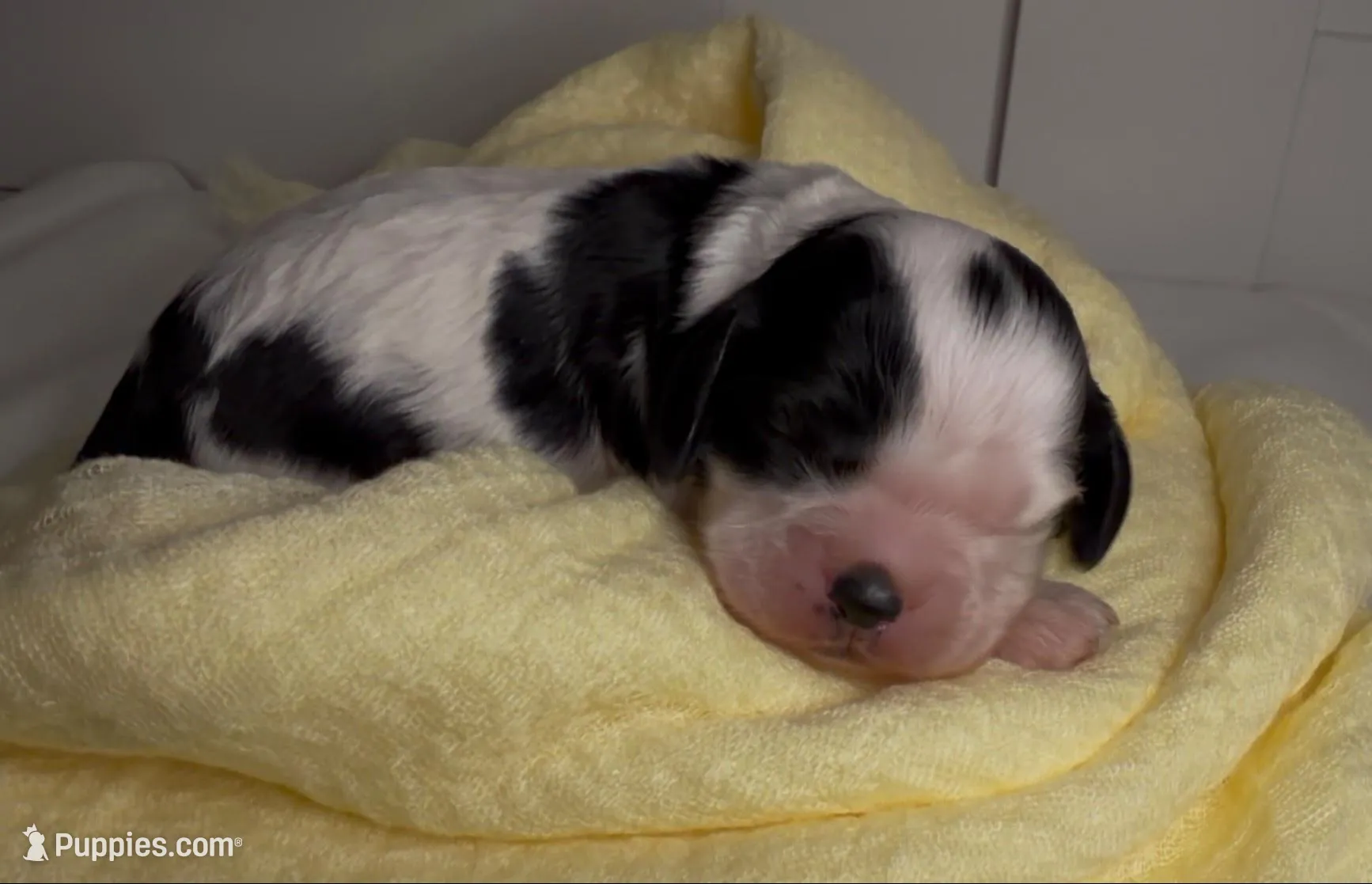 Snoopy – Cocker Spaniel puppy for sale in Houston, TX