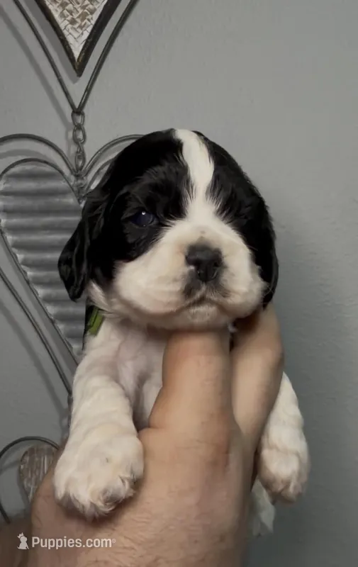 Linus – Cocker Spaniel puppy for sale in Houston, TX