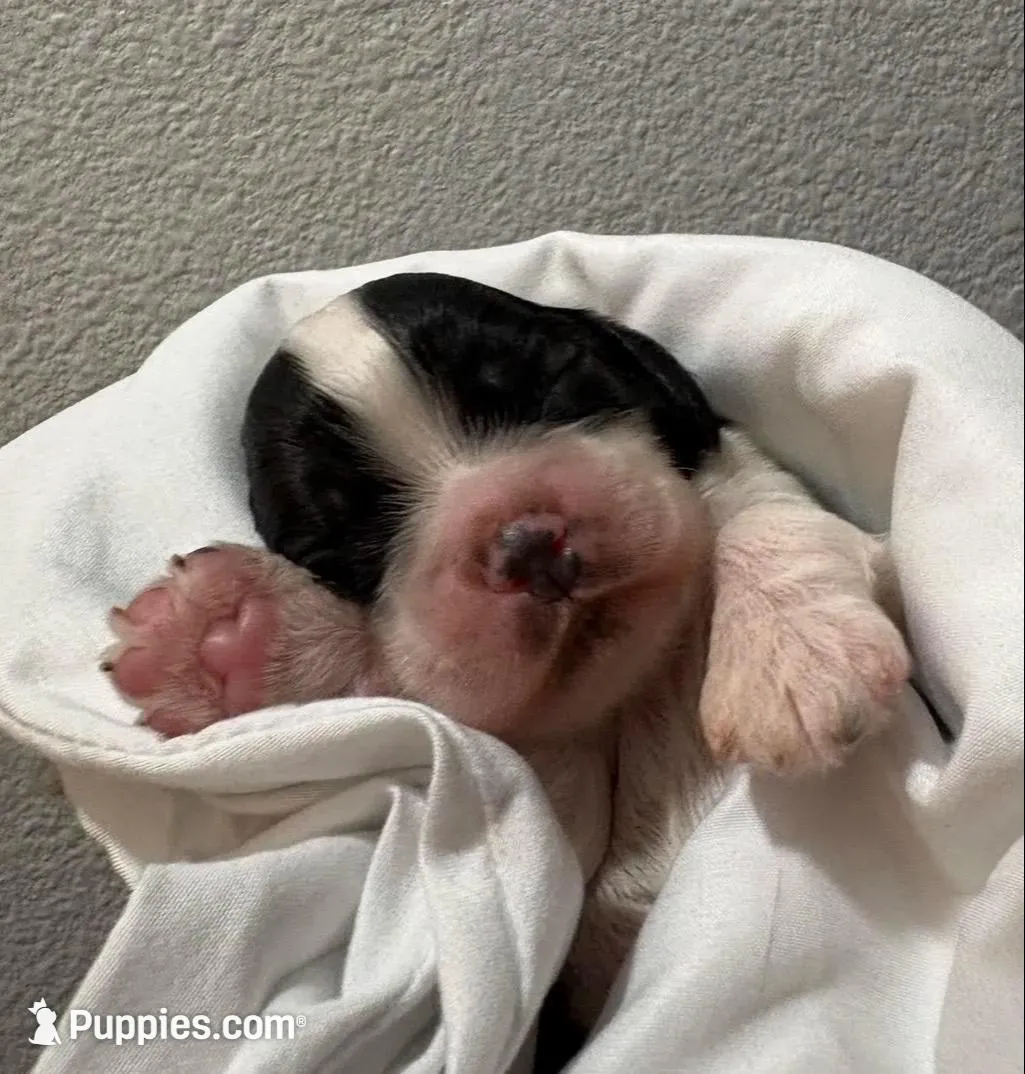 Linus – Cocker Spaniel puppy for sale in Houston, TX