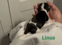 Linus, a male Cocker Spaniel for sale in Houston, TX – Photo 4 of 4