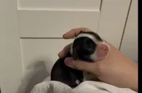 Linus, a male Cocker Spaniel for sale in Houston, TX – Photo 2 of 4