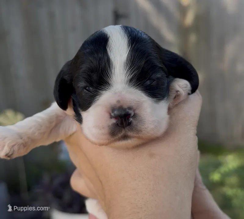 Linus – Cocker Spaniel puppy for sale in Houston, TX